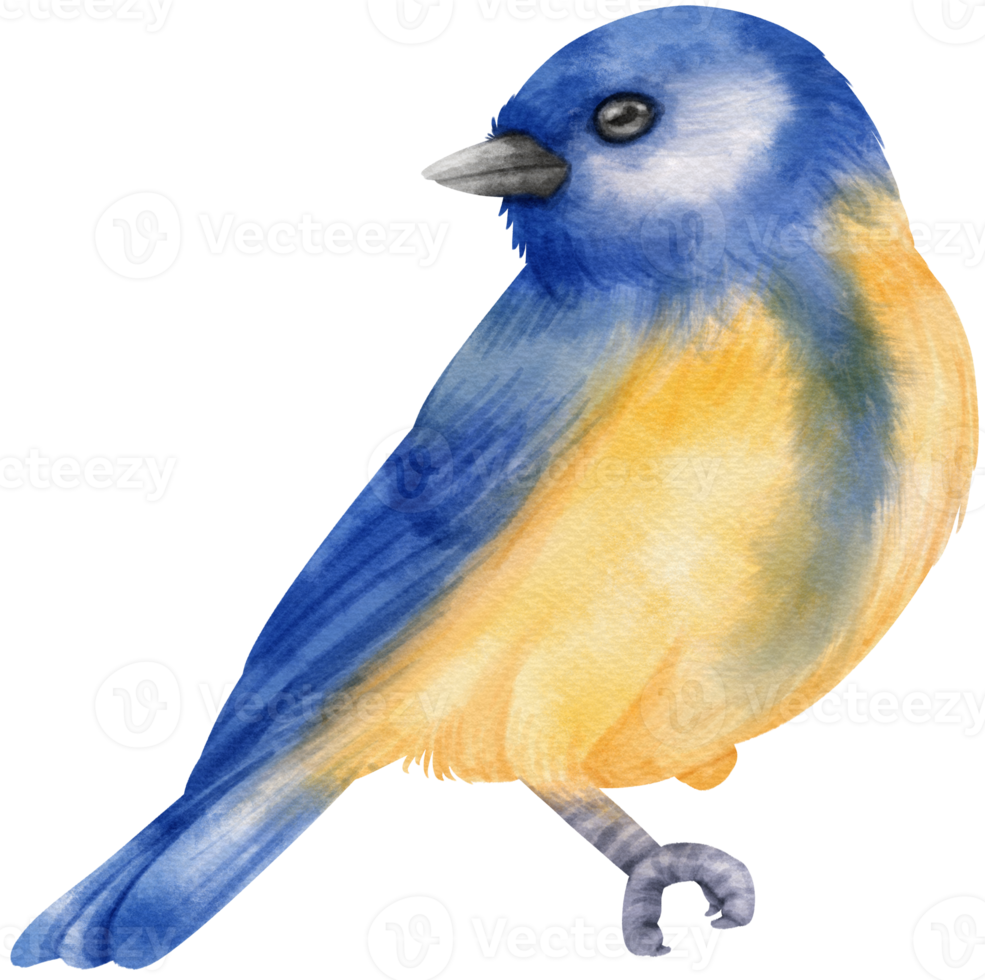 illustrazione dell'uccello blu dell'acquerello png