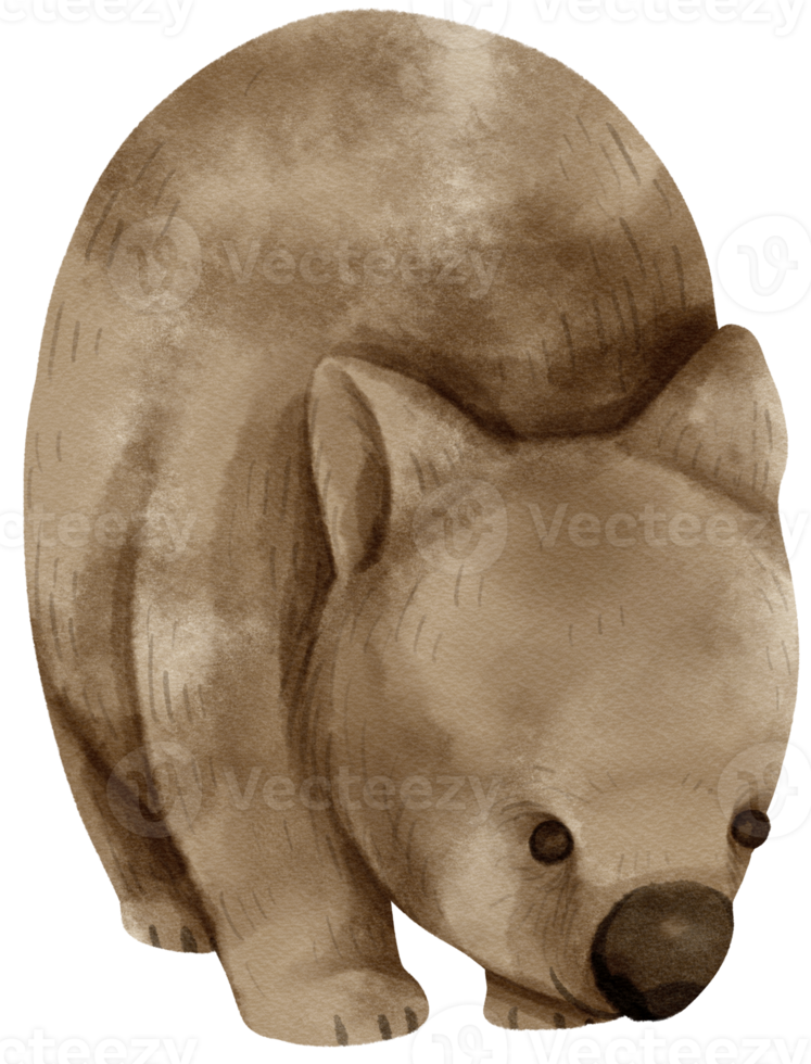 akvarell wombat illustration png