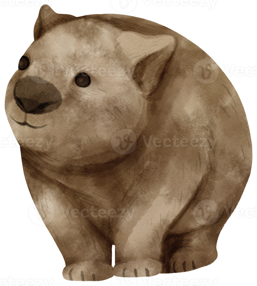 ilustración de wombat acuarela png