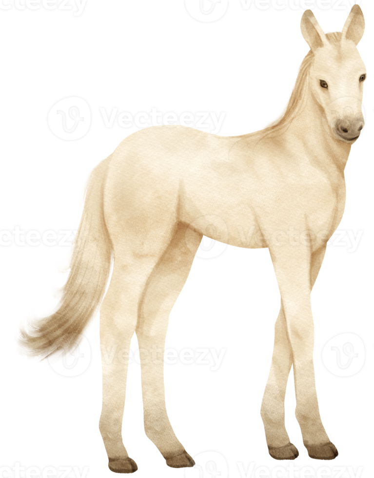 White Horse watercolor illustration 9373337 PNG