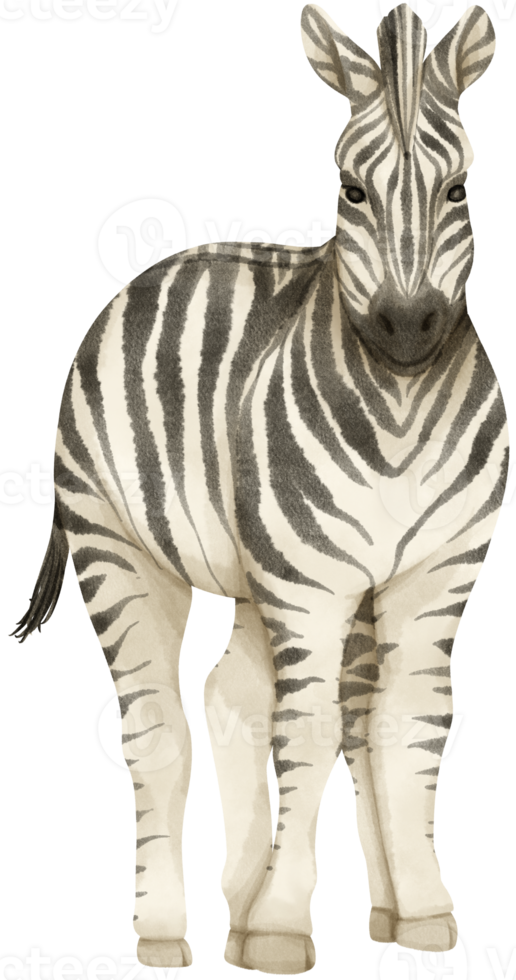 zebra vilda djur vattenfärg illustration png