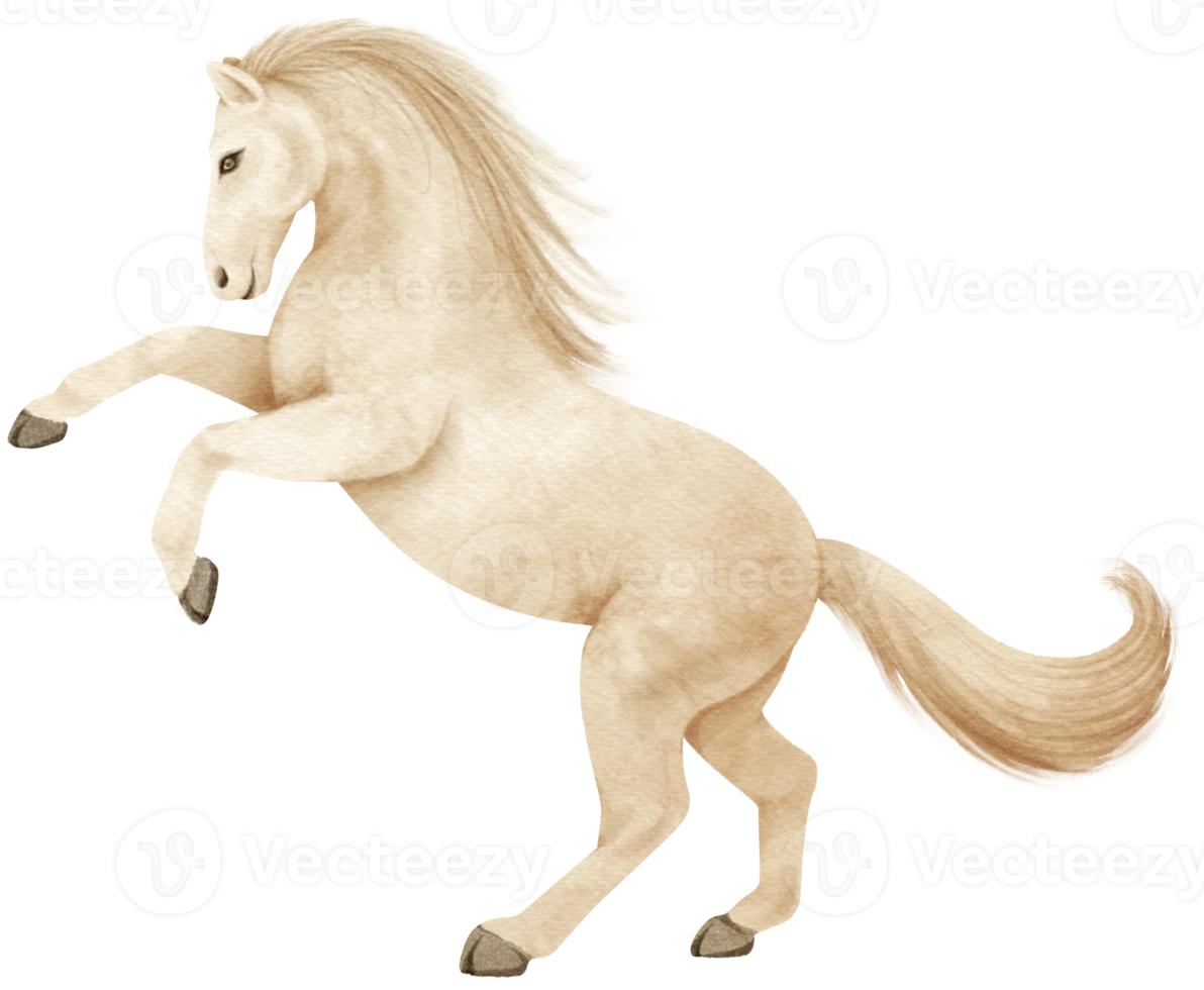 ilustración de acuarela de caballo blanco png