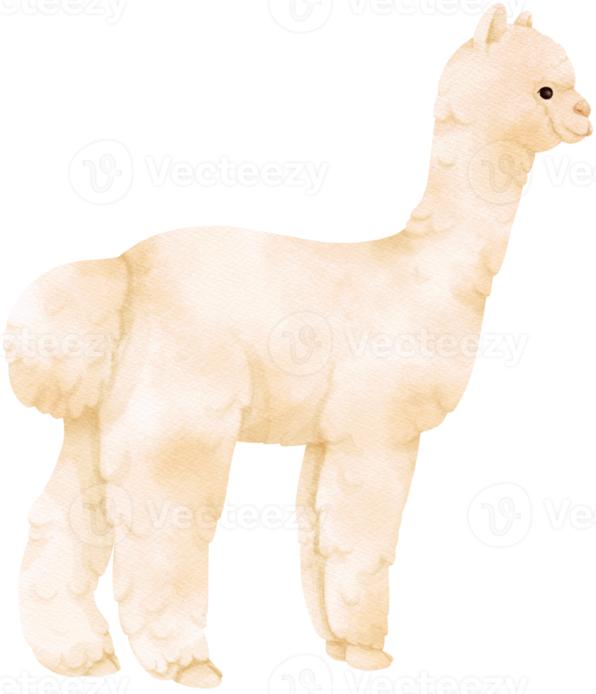 witte alpaca aquarel boerderijdieren png