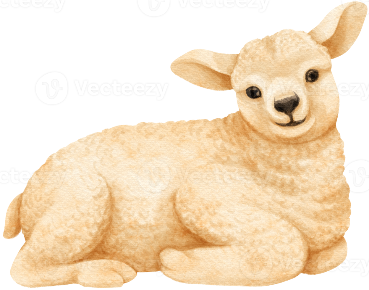 Baby Sheep watercolor farm animals png