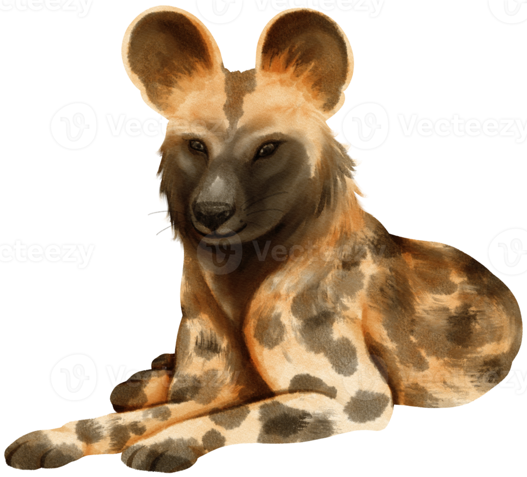 African wild dog savanna animals watercolor illustration png