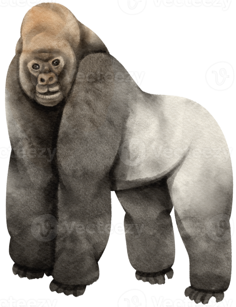 gorille à dos argenté animaux de la faune illustration aquarelle png