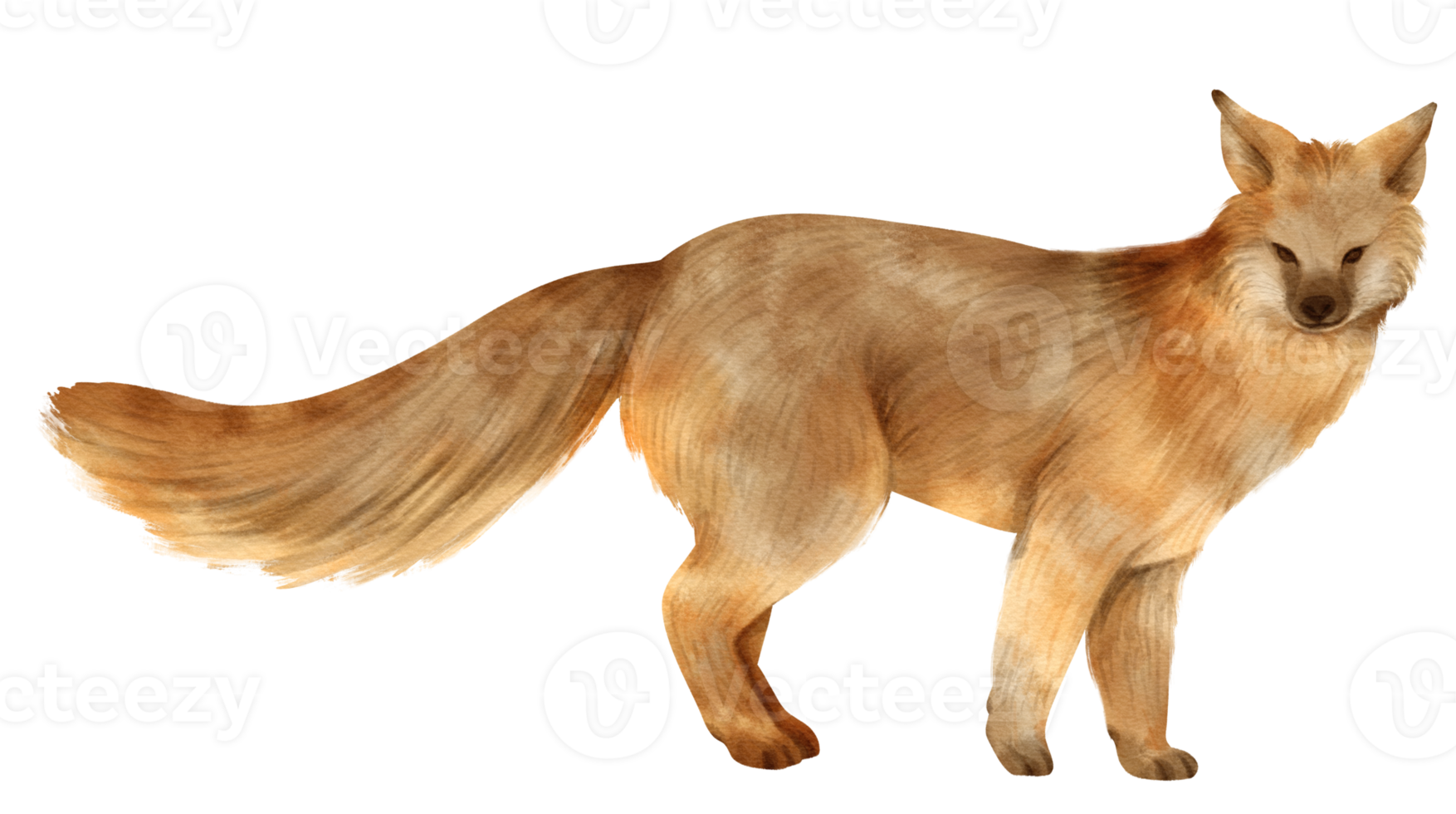 illustrazione dell'acquerello degli animali della fauna selvatica della volpe png