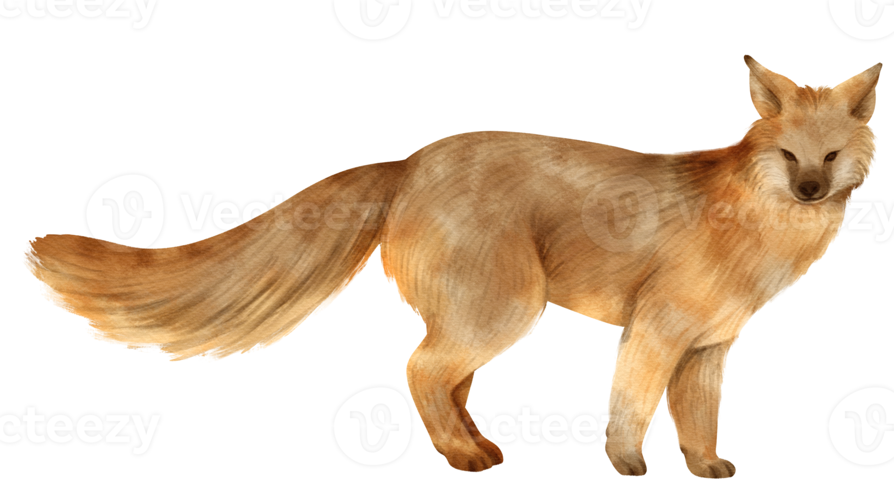 vos dieren in het wild dieren aquarel illustratie png