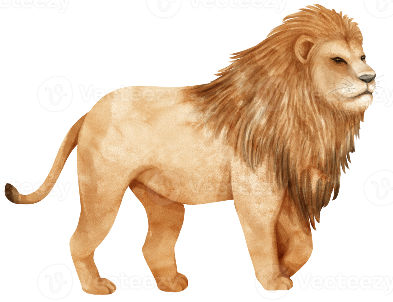 Lion african wildlife animals watercolor illustration png