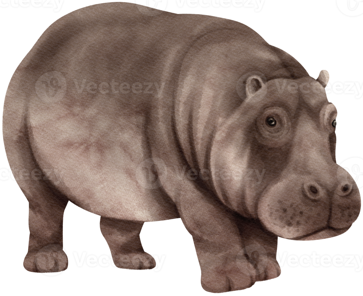 hippopotame faune animaux illustration aquarelle png