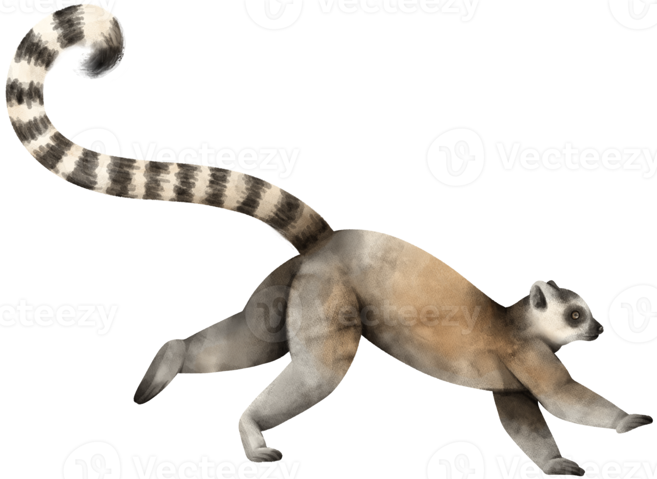 lemur vilda djur vattenfärg png