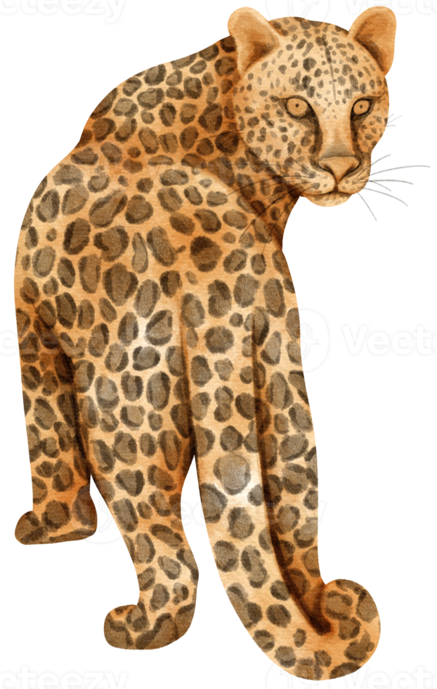 leopardo vida silvestre animales acuarela ilustración png