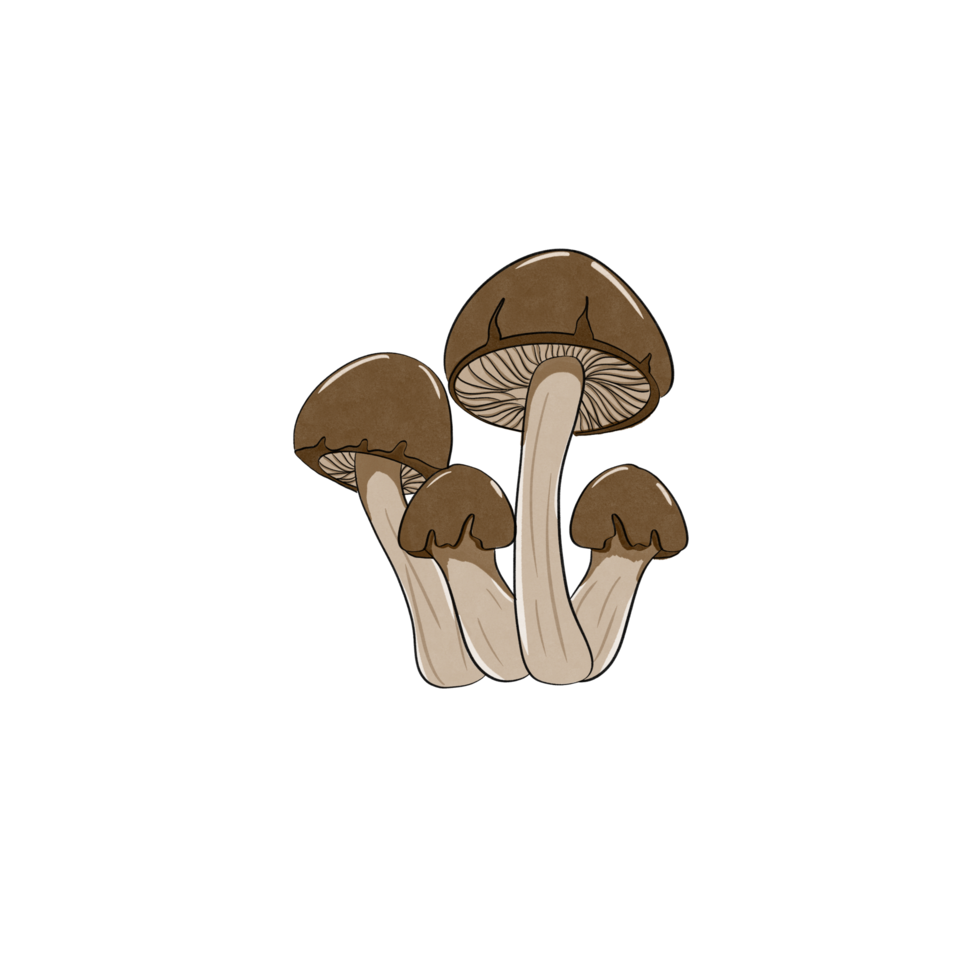 King trumpet mushroom Free Vector png