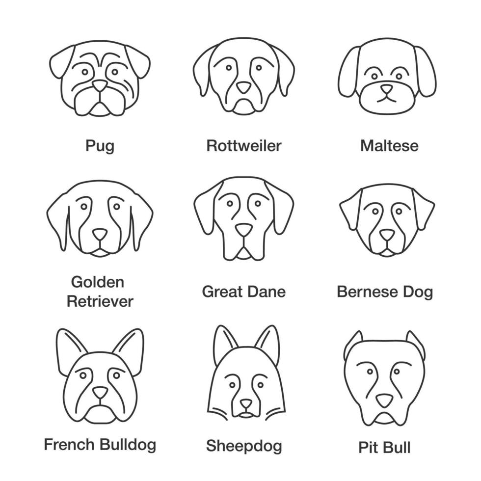 Dogs breeds linear icons set. Thin line contour symbols. Pug, Rottweiler, Maltese, Golden Retriever, Great Dane, Bernese Dog, Sheepdog, Bulldog, pit bull. Isolated vector outline illustrations