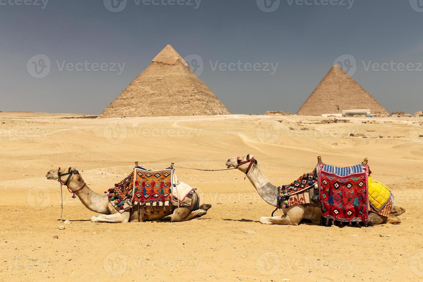 Camels in Giza Pyramid Complex, Cairo, Egypt photo