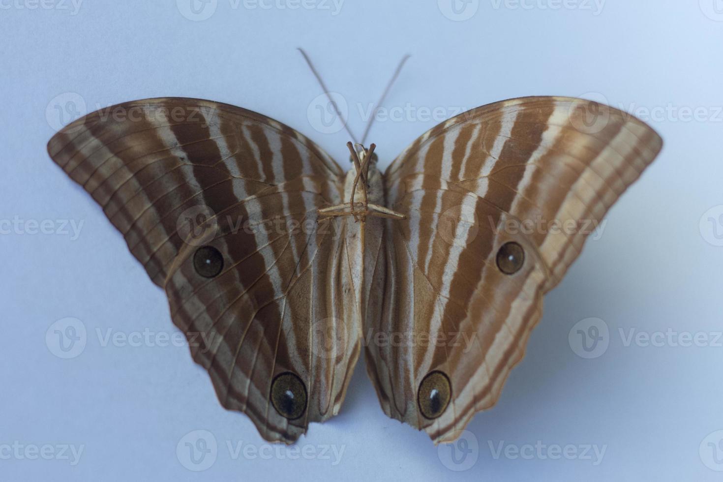 Bicyclus anynana or squinting bush brown butterfly on isolated background front and back view from the top photo