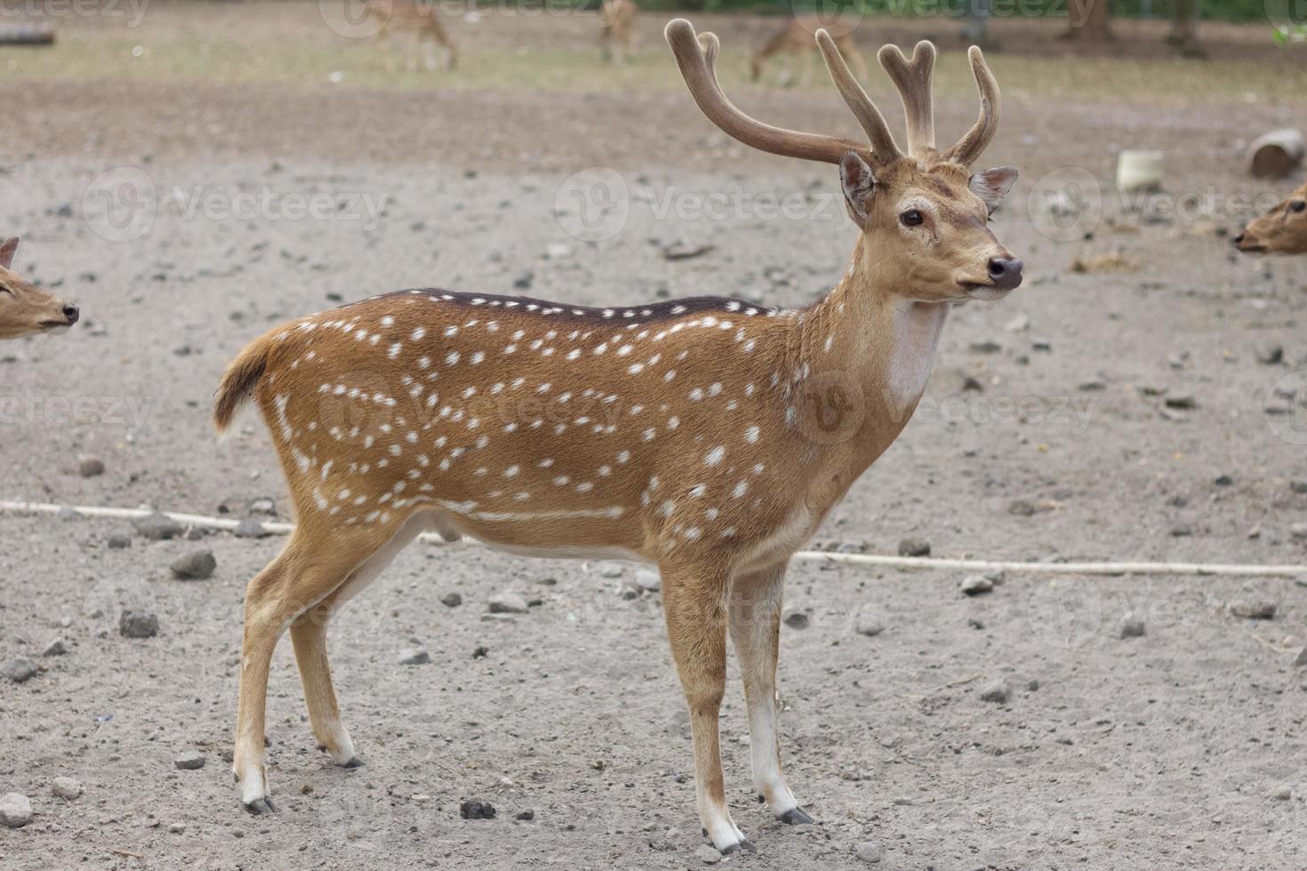 Chital or cheetal deer Axis axis, also known as spotted deer or axis