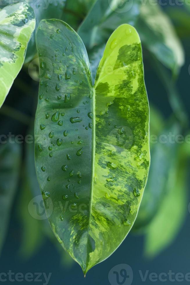 Rare tropical houseplant Philodendron Burle marx variegated on bokeh background with wet water drops leaves photo