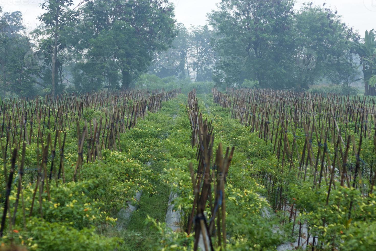 Asian chili hot pepper field in the foggy morning. photo