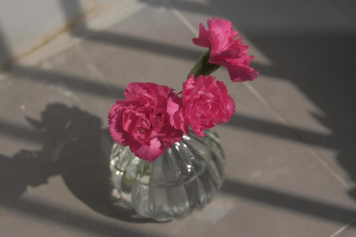 red Chrysanthemum  flowers lying on the ground photo