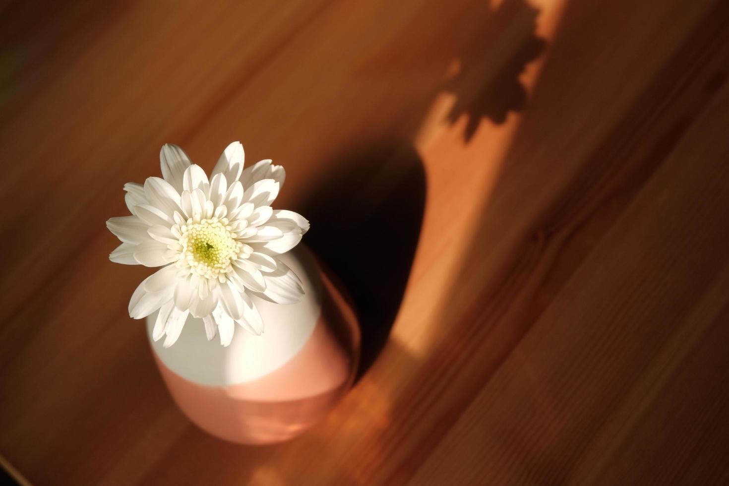 The Chrysanthemum flower is on a wooden table where sunlight hits it and creates a shadow. photo