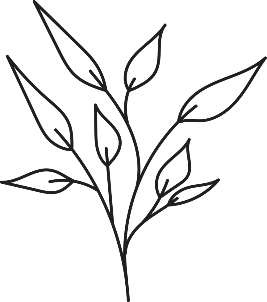 Handdrawn floral lineart, Leaves element illustration for design png