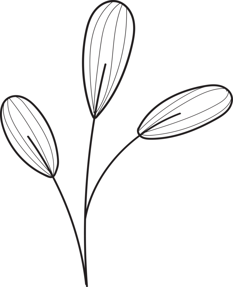 Handdrawn floral lineart, Leaves element illustration for design png