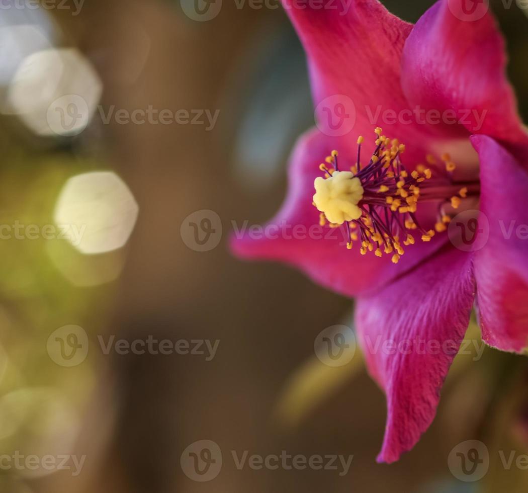 una flor de árbol de comezón de vaca. de cerca foto