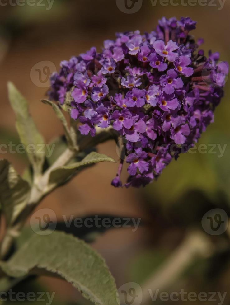 una flor de arbusto de mariposa foto