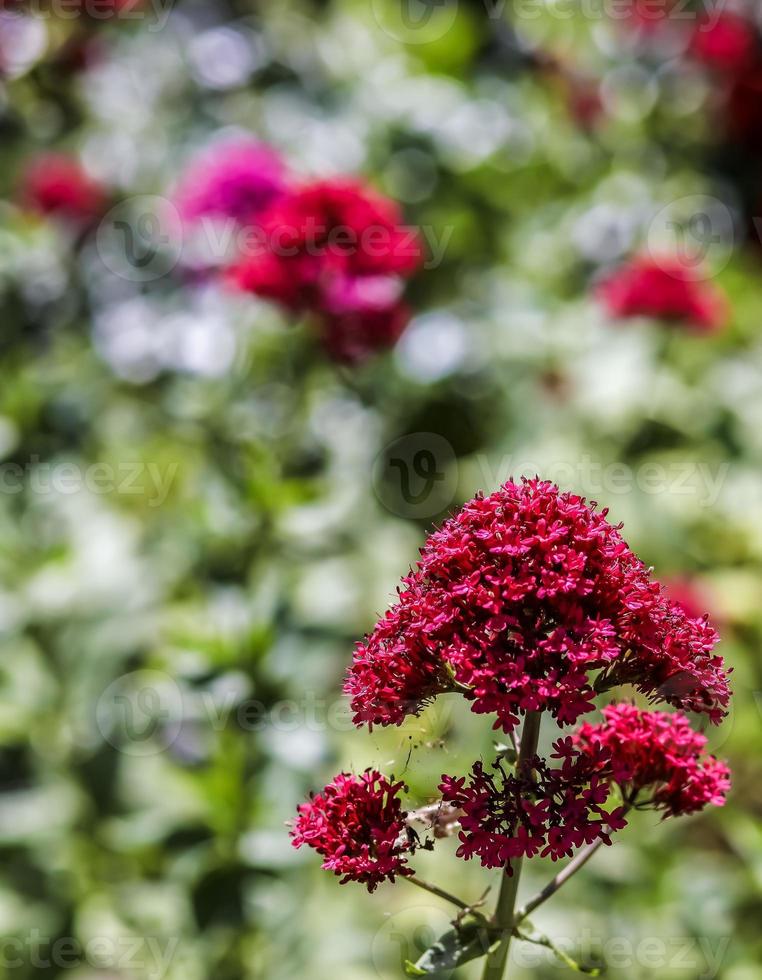 una flor de valeriana roja en primer plano foto