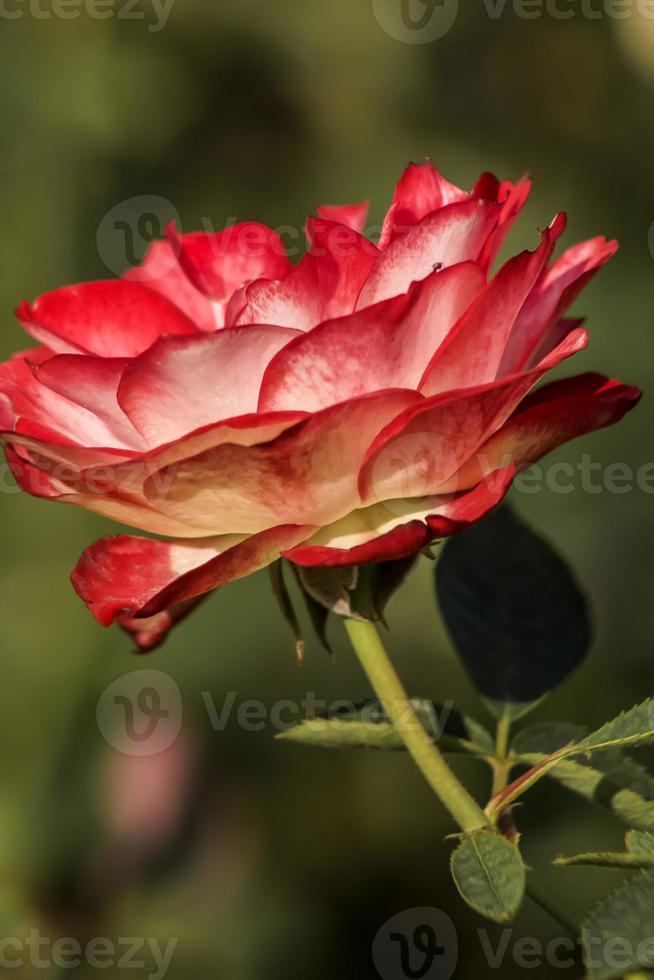 una rosa de té roja y blanca foto