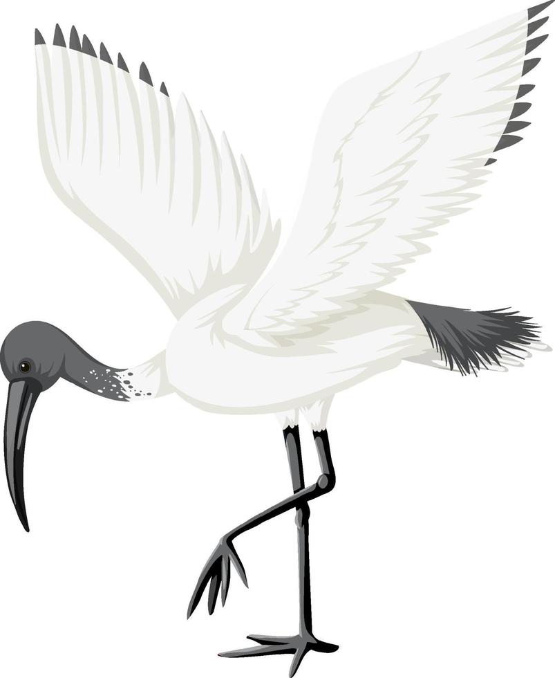 ibis blanco australiano aislado vector