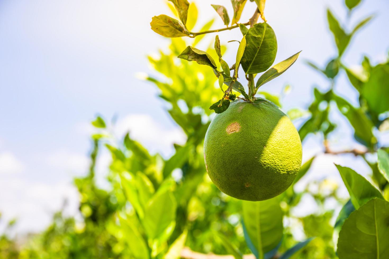 Close up of Lemon from a tree in a lemon grove. Copy space background photo