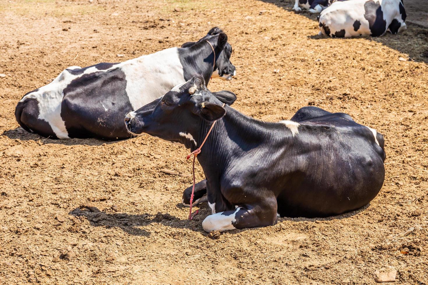 Cows sleeping in a farm. Dairy cows is economic animals. photo
