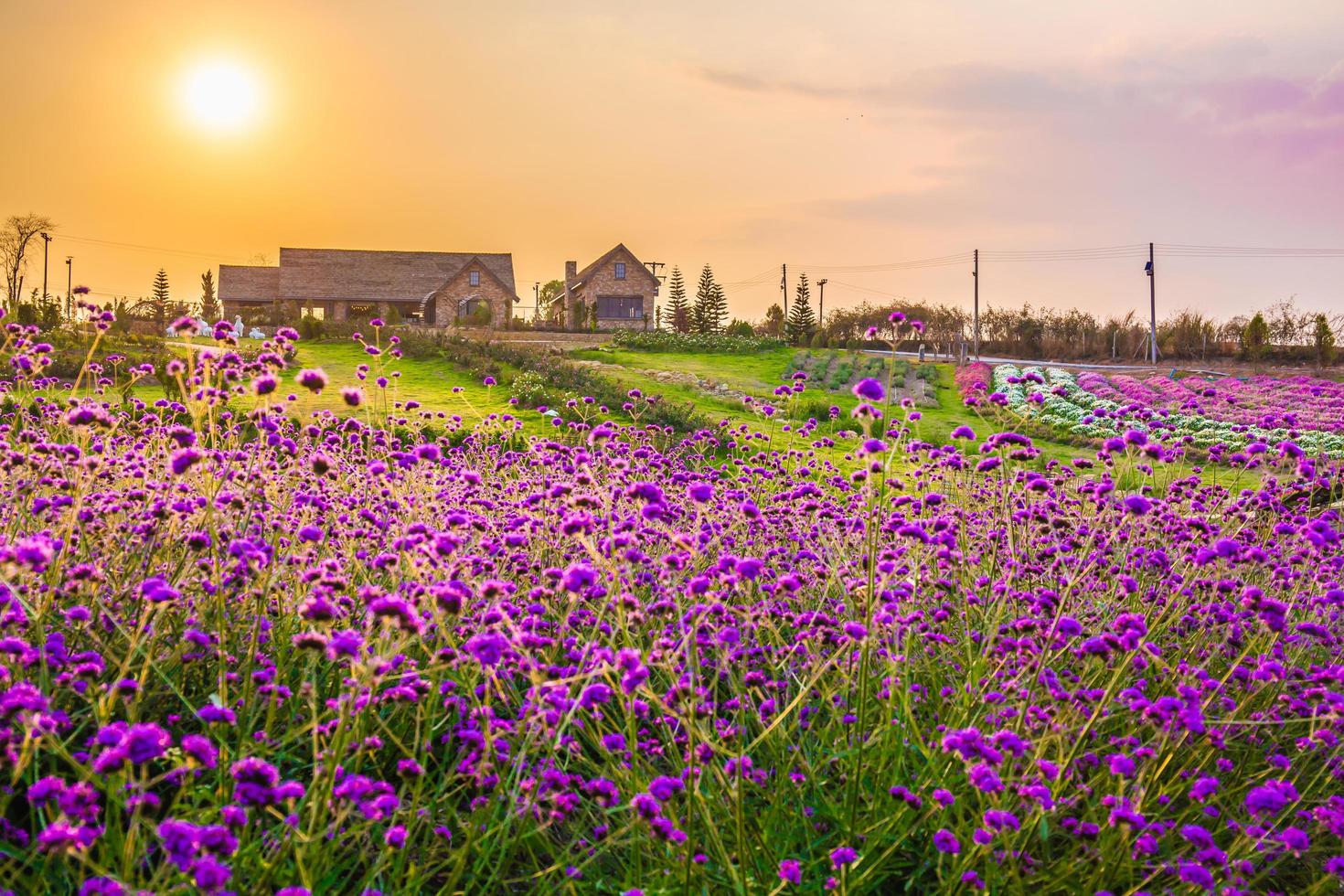 Landscape of blooming lavender flower field with beautiful house on mountain under the red colors of the summer sunset. photo