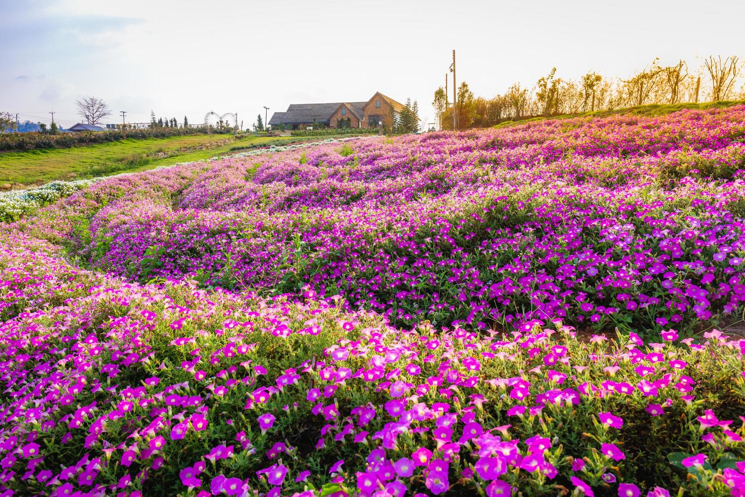 Landscape of blooming pink and white flower field with beautiful house on mountain under the red colors of the summer sunset. photo