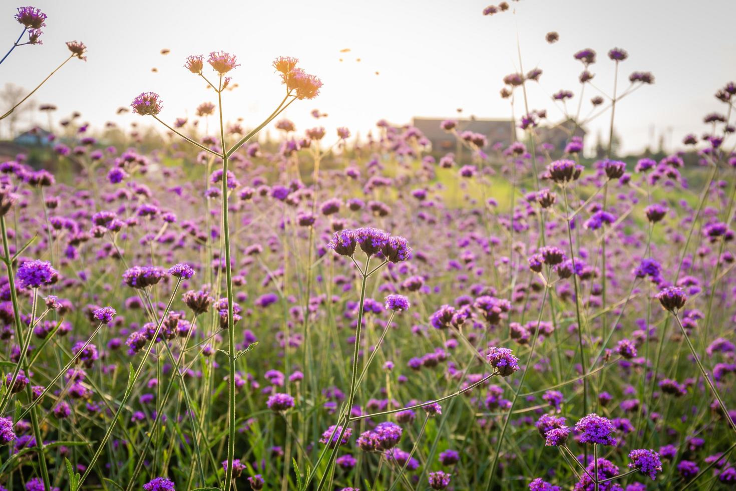 Closeup of blooming lavender flower field background on mountain under the red colors of the summer sunset. photo