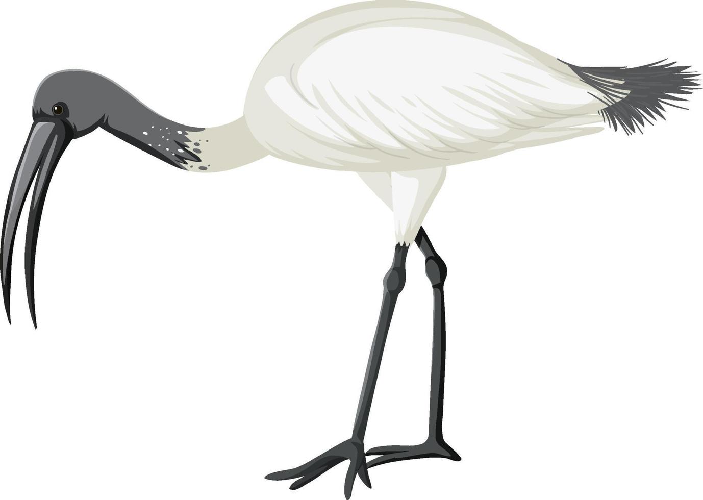 ibis blanco australiano aislado vector