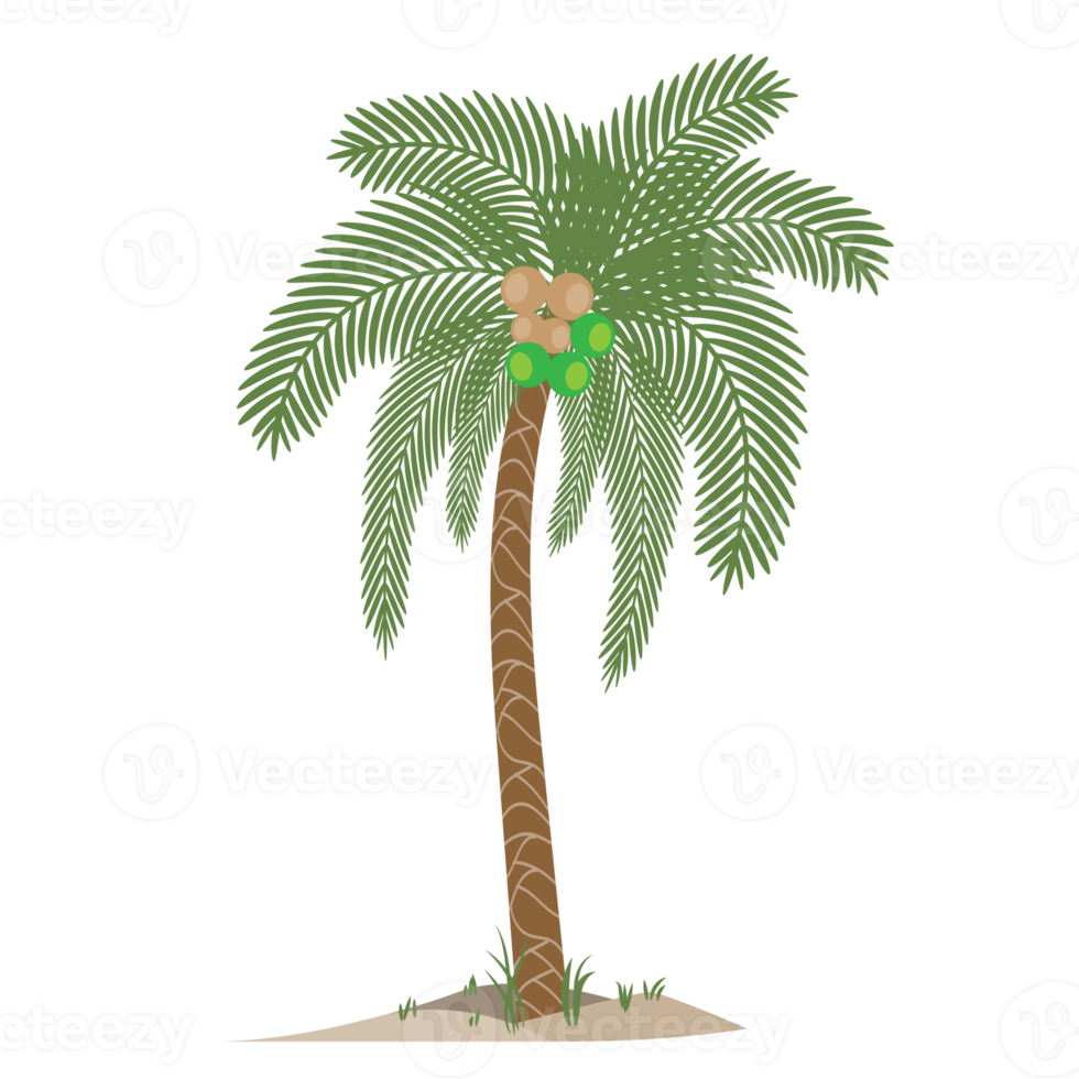 coconut tree, palm tree illustration png