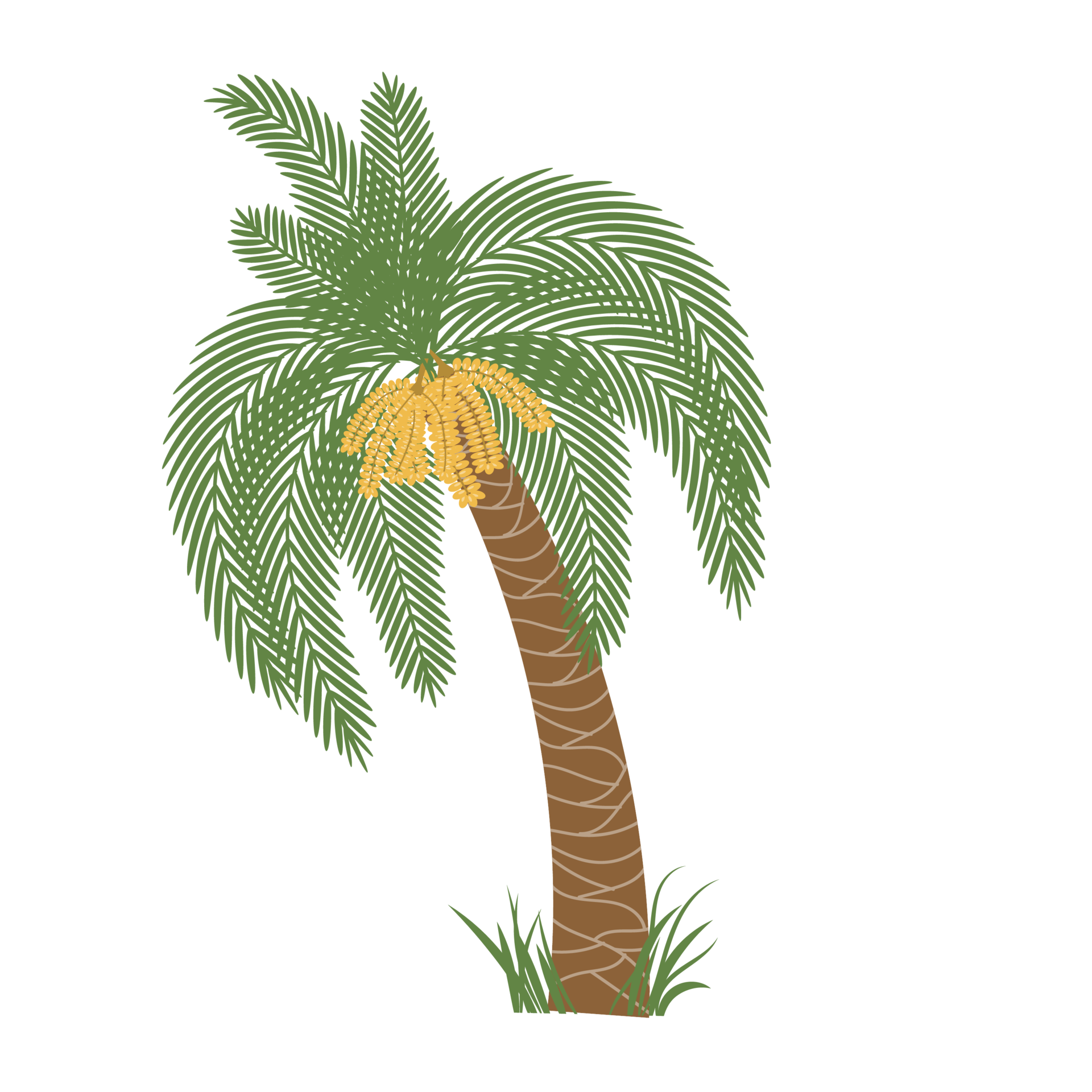 Date palm tree with ripe fruits dates 9376598 PNG