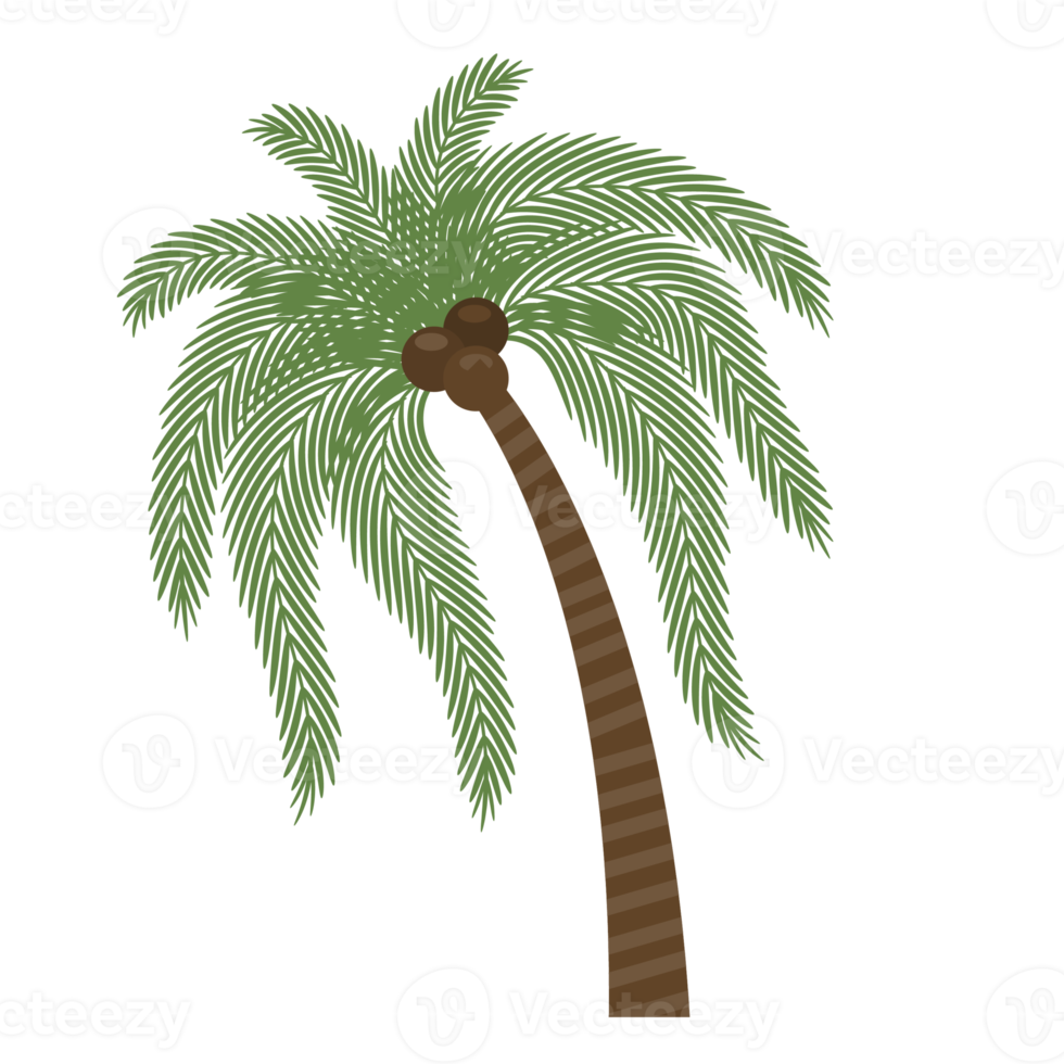coconut tree, palm tree illustration png