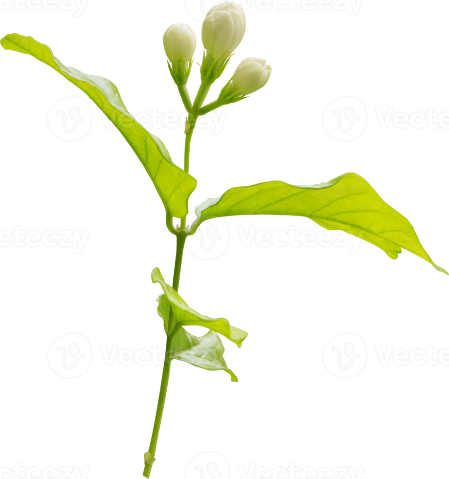 Jasmine flower and leaf, symbol of Mothers day in thailand png