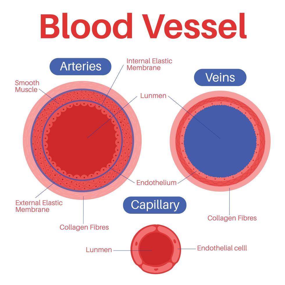 vaso sanguíneo en el cuerpo humano. vector