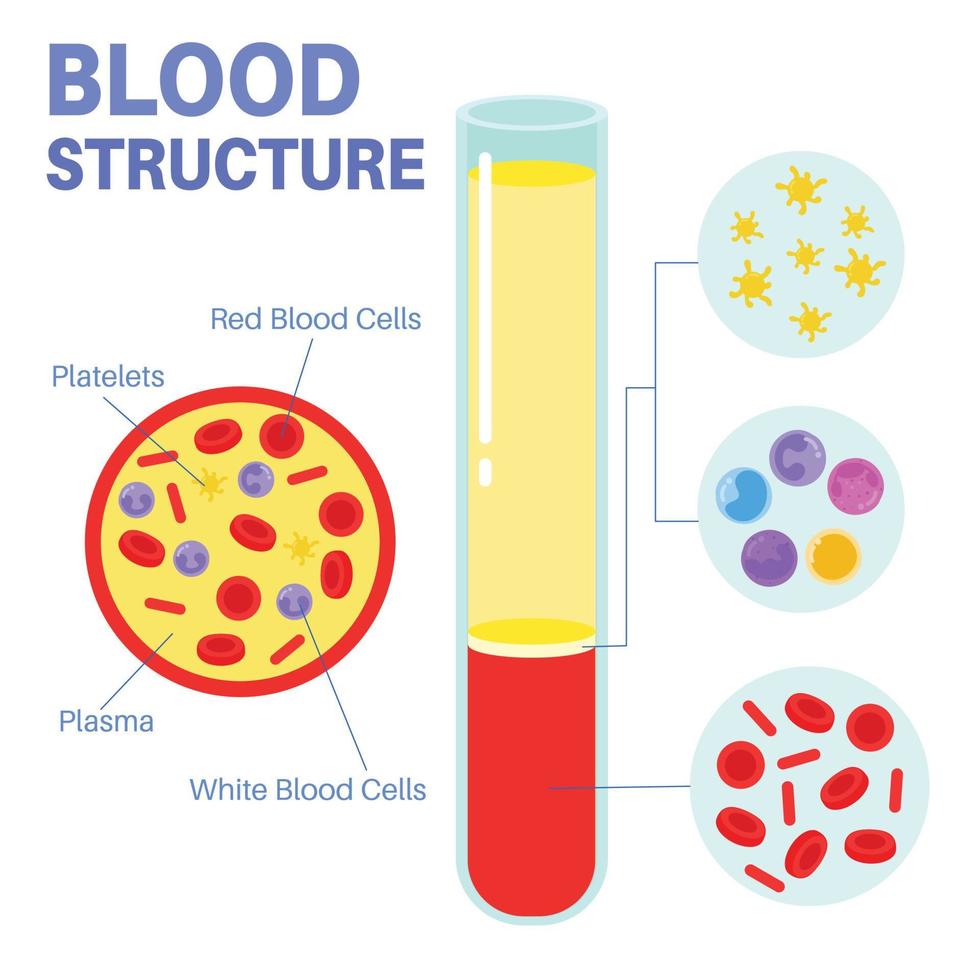 Estructura y función de la sangre. vector