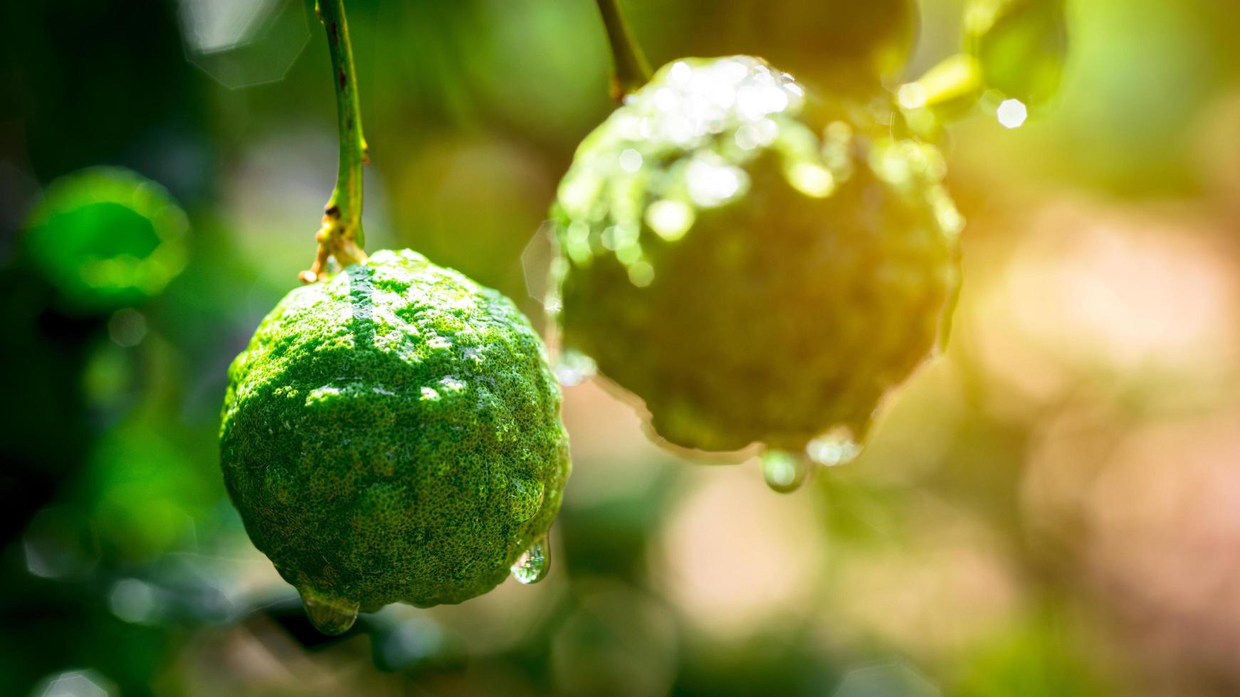 A large kaffir lime fruit in the morning photo