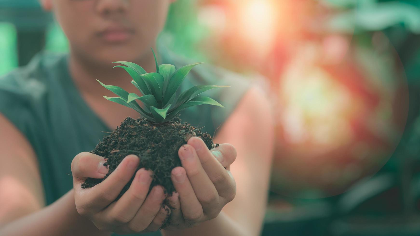boy's hand holds a green seedling with soil. photo