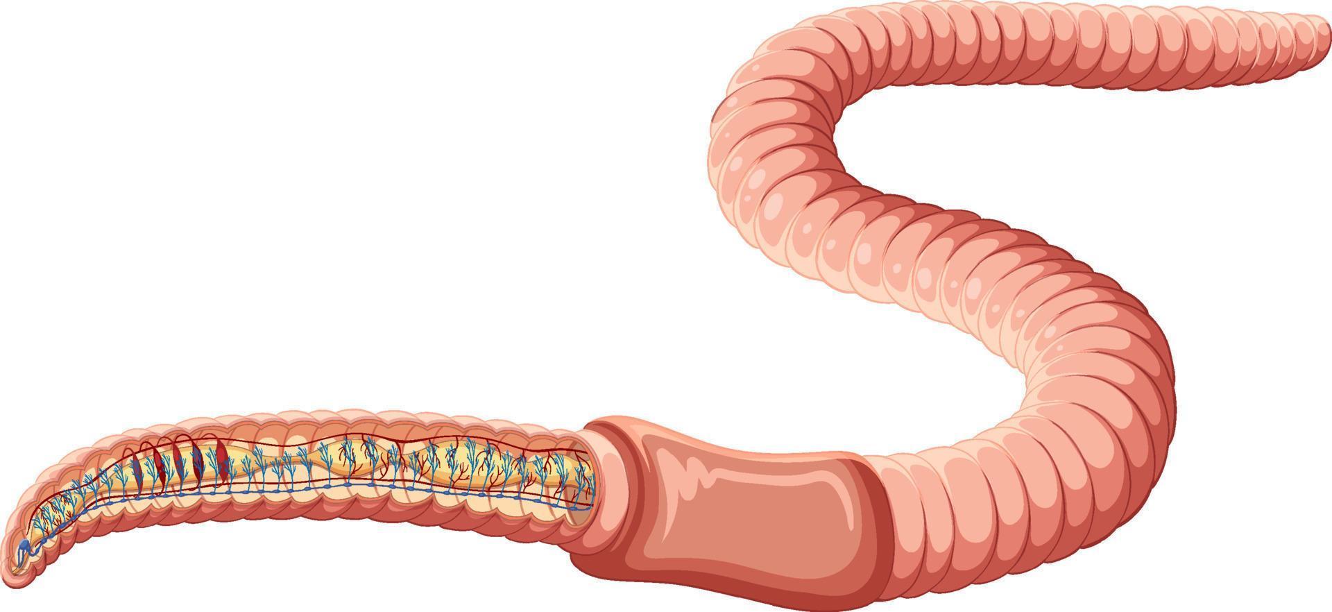 vector de concepto de anatomía de lombriz