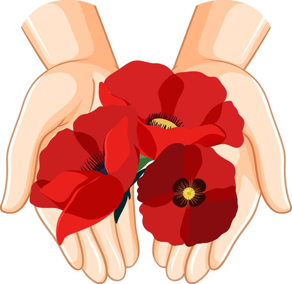 manos humanas sosteniendo flores de amapola vector