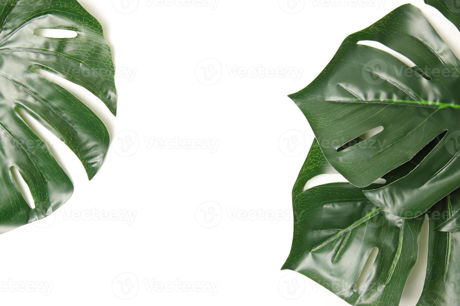 Green leaf background photo