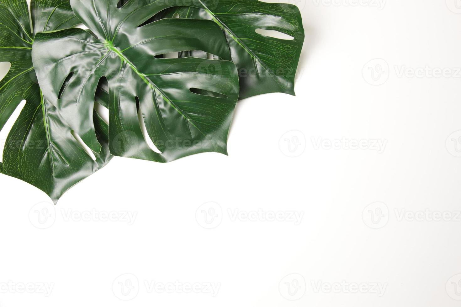 Green leaf background photo